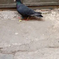 تعدادی کفتر|پرنده|مشهد, محمدآباد|دیوار