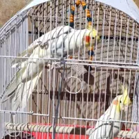 عروس هلندی مولد|پرنده|هریس, |دیوار