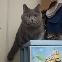 گربه ماده بریتیش short hair