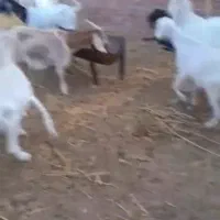 فروش بز ،چپشت