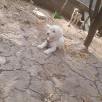 سگ پاکوتا معاوضه با لاری یا بوقلمون|سگ|قائم‌شهر, |دیوار