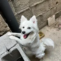 سگ پامر روباهی