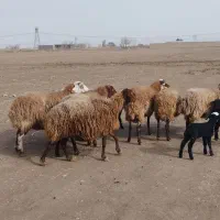 میش بره بز بزغاله|حیوانات مزرعه|جوادآباد, |دیوار