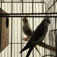 عروس هلندی|پرنده|پاکدشت, پاکدشت (مامازند)|دیوار