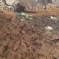 سگ- همقال-جفتی-