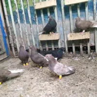 کبوتر ماده دم سفید|پرنده|اهواز, کارون|دیوار