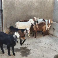 بزغاله نر ماده|حیوانات مزرعه|سنقر, |دیوار