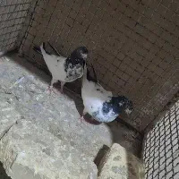 کبوتر تیدی و ابی