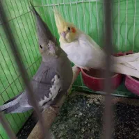 عروس هلندی لوتینو بازیگوش