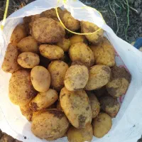 سیب زمینی بذری|حراج|درگزین, |دیوار