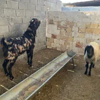 بز کل پاکستانی اصیل|حیوانات مزرعه|شاهرود, |دیوار