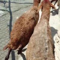 میش داشتی باسه  پروار جوان