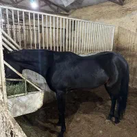 اسب عرب دو سر