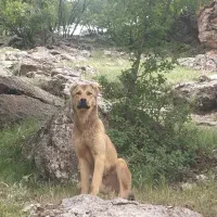 سگ نگهبان سرابی|سگ|کامیاران, |دیوار