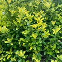 شمشاد نایلکسی و زمینی با ارتفاع ۱متر بصورت عمده