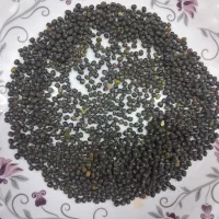 ماش بذری وخوراکی