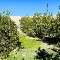 فروش باغ ویلائی گچساران روستای کلاغ نشین|فروش خانه و ویلا|دوگنبدان, |دیوار