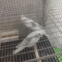 طوطی عروس|پرنده|کرج, خرمدشت|دیوار