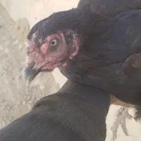 مرغ وخروس|حیوانات مزرعه|سراوان, |دیوار