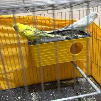 مرغ عشق دستی و مولد