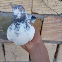 کبوتر کاشونی|پرنده|شهرضا, |دیوار