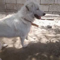 فروش سگ پاکوتاه ماده