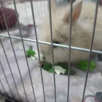 خرگوش لپ خانگی