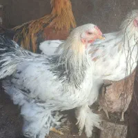 3عد مرغ 3عددخروس برهما|حیوانات مزرعه|مهریز, |دیوار