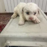 توله سگ ۴ عدد|سگ|تبریز, |دیوار