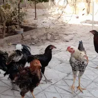 خروس مرغ جوجه لاری