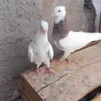 کبوتر‌کلفه