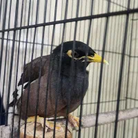 مرغ مینا سخنگو