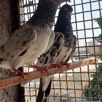 چندتاکبوترخوب|پرنده|بندرعباس, |دیوار