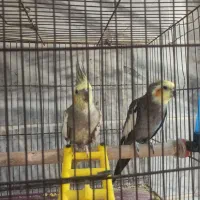 فروش