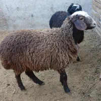 بره ماده سبک|حیوانات مزرعه|جوادآباد, |دیوار