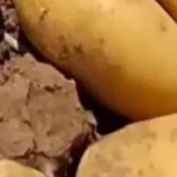 سیب‌زمینی‌جیلی