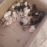 جوجه مرغ محلی