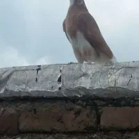 جوجه شازده زرد پرشی