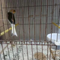 قناری|پرنده|اصفهان, فروردین|دیوار