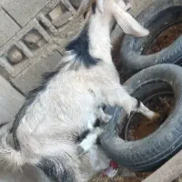 کهره نر|حیوانات مزرعه|بهبهان, |دیوار