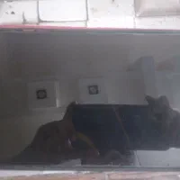 تبلت|تبلت|رفسنجان, |دیوار