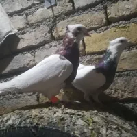کفتر بوم  پرشی و جفتگاه|پرنده|چناران, |دیوار