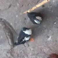 اردک نر ماده|حیوانات مزرعه|دره شهر, |دیوار