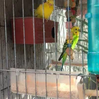 مرغ عشق یک جفت خوشکل وسالم