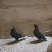 دم سفید|پرنده|قم, نخودی|دیوار