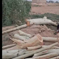 بریدن درخت رایگان