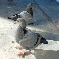 طوقی سفید بیزککیل و تیدی نر و چهار جوجه|پرنده|اردبیل, |دیوار