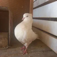 کفتر طوقی و اراکی