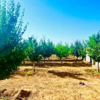 باغ درخت میوه شاهنامه گوارشک دیاکو خودرو برقی|فروش خانه و ویلا|مشهد, توس فردوسی|دیوار