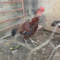 فروش مرغ و خروس لاری اصیل نژاد قصاب|حیوانات مزرعه|تاتار علیا, |دیوار